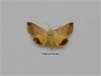 藏品(夜蛾372)的圖片